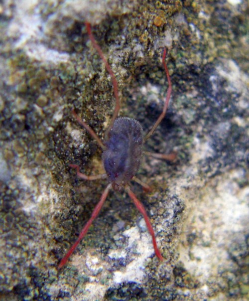 Acaro Erithraeidae